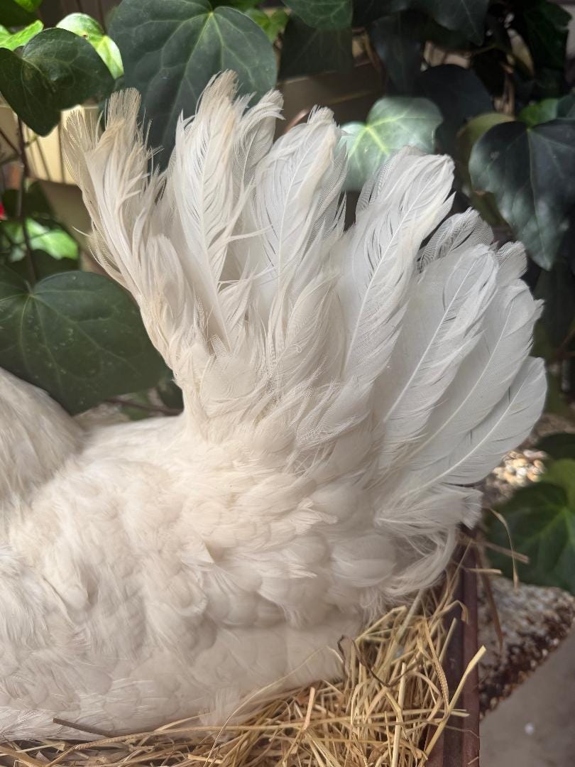Taxidermy Nesting Chicken in Box