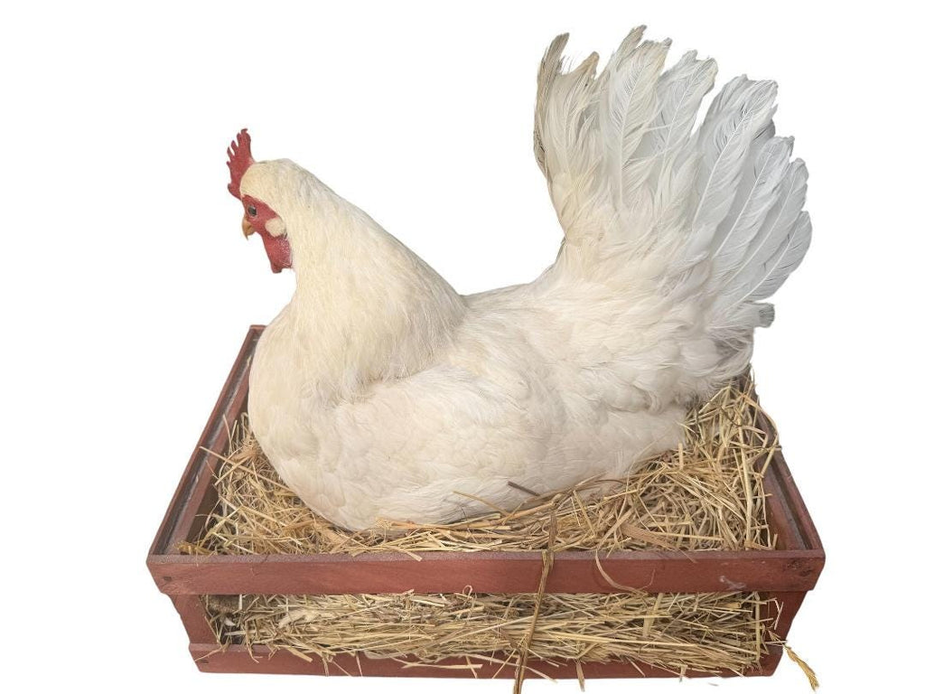 Taxidermy Nesting Chicken in Box