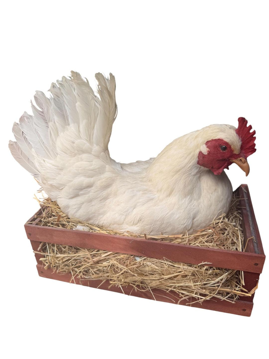 Taxidermy Nesting Chicken in Box