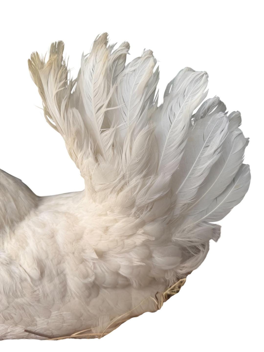 Taxidermy Nesting Chicken in Box