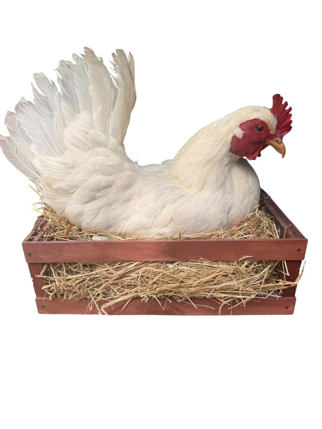 Taxidermy Nesting Chicken in Box