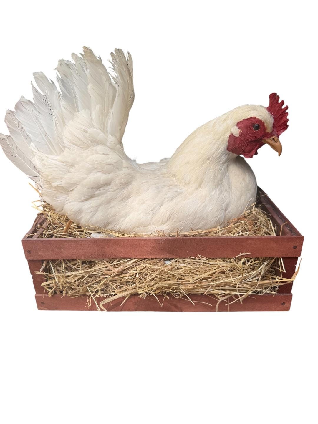 Taxidermy Nesting Chicken in Box