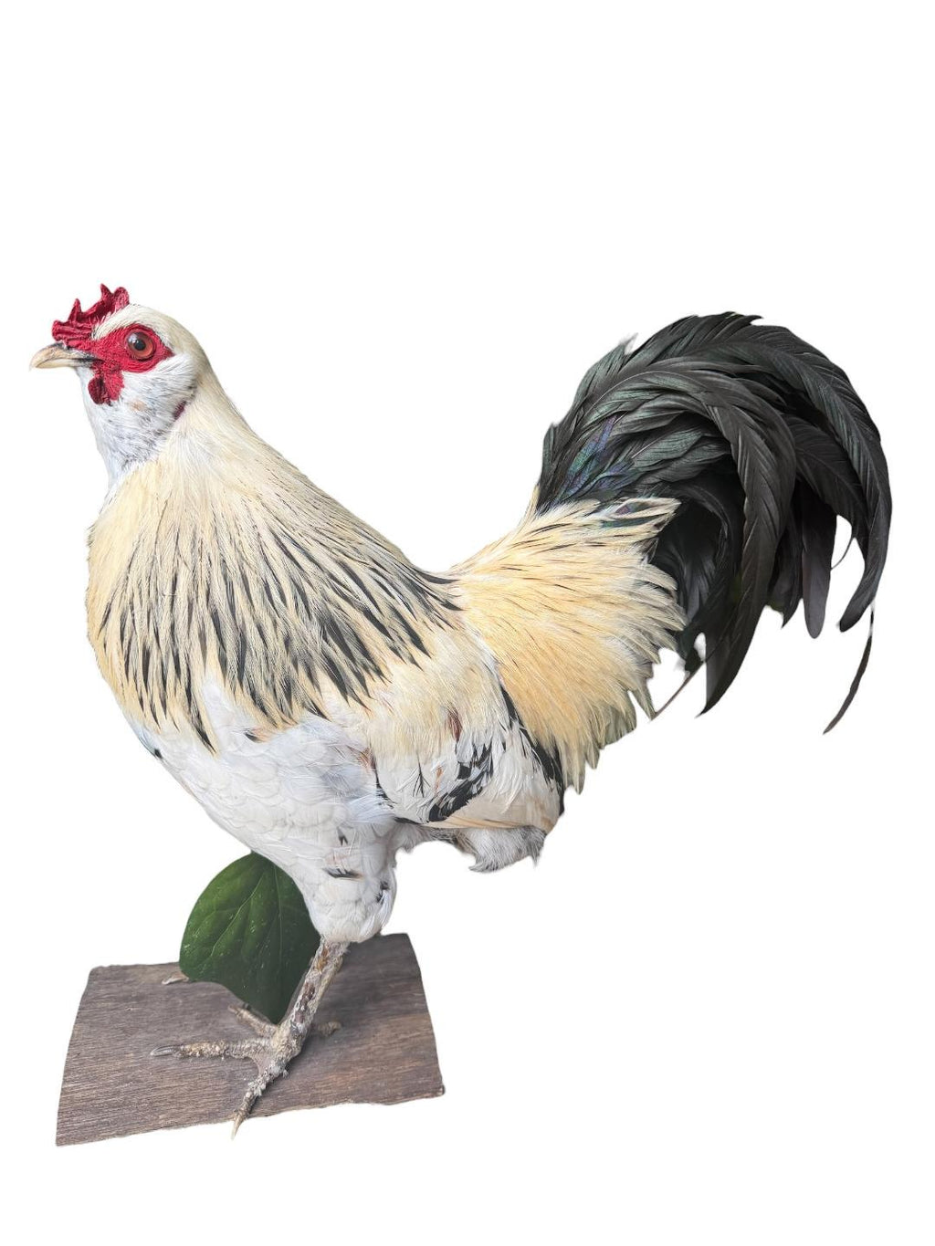 Taxidermy Rooster, Rustic Farmhouse Decor