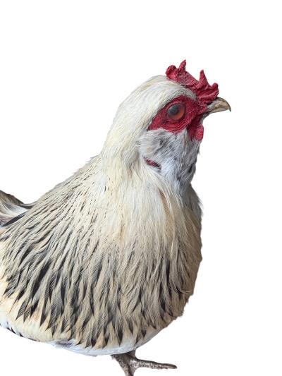 Taxidermy Rooster, Rustic Farmhouse Decor