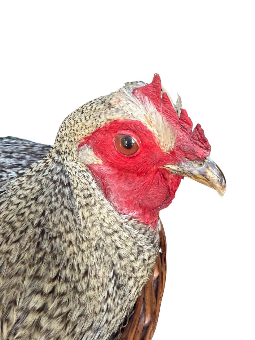 Taxidermy Nesting Chicken in Basket