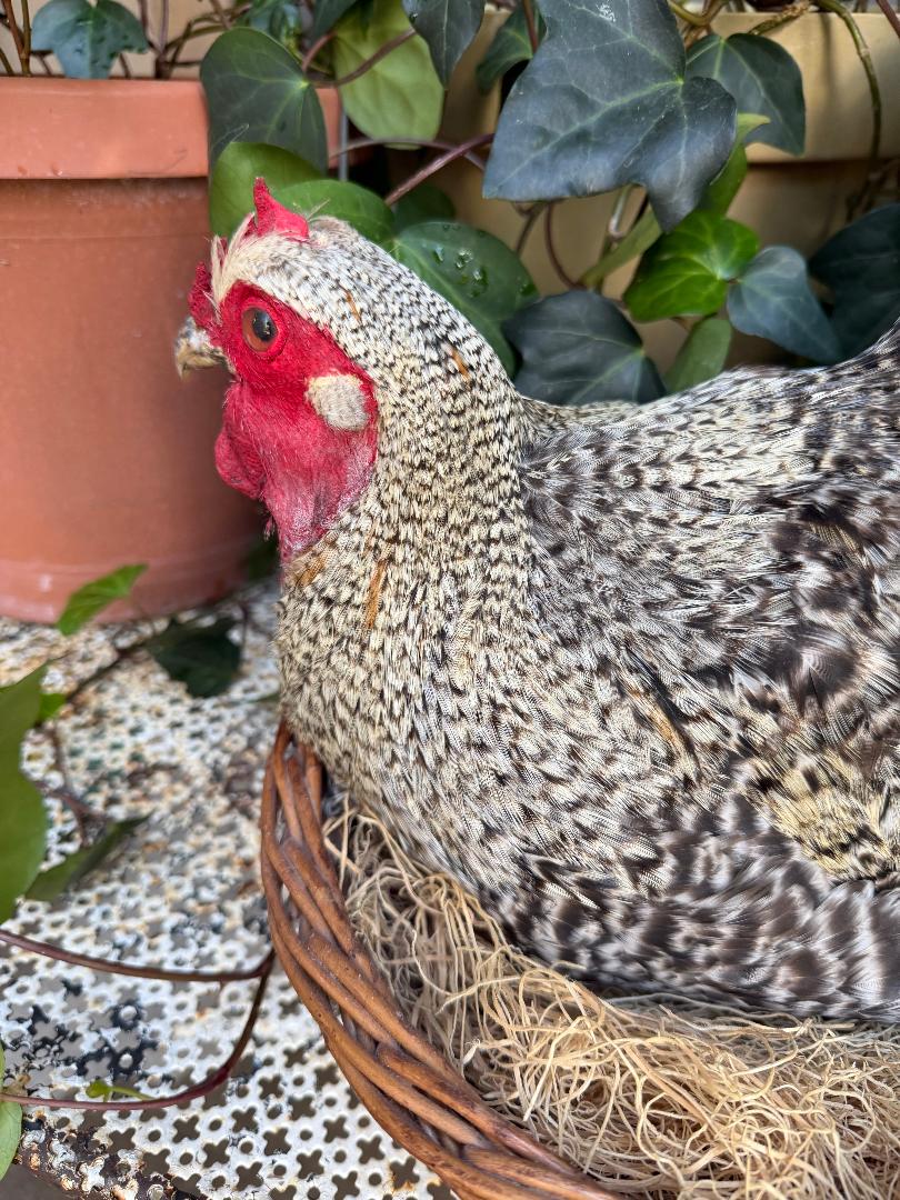 Taxidermy Nesting Chicken in Basket