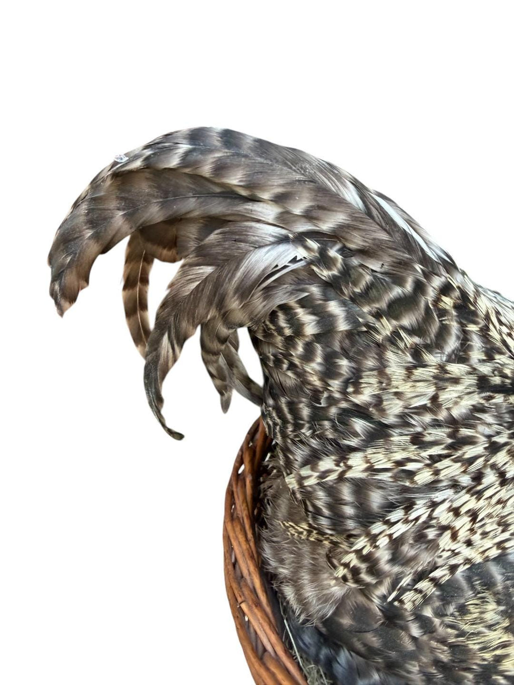 Taxidermy Nesting Chicken in Basket