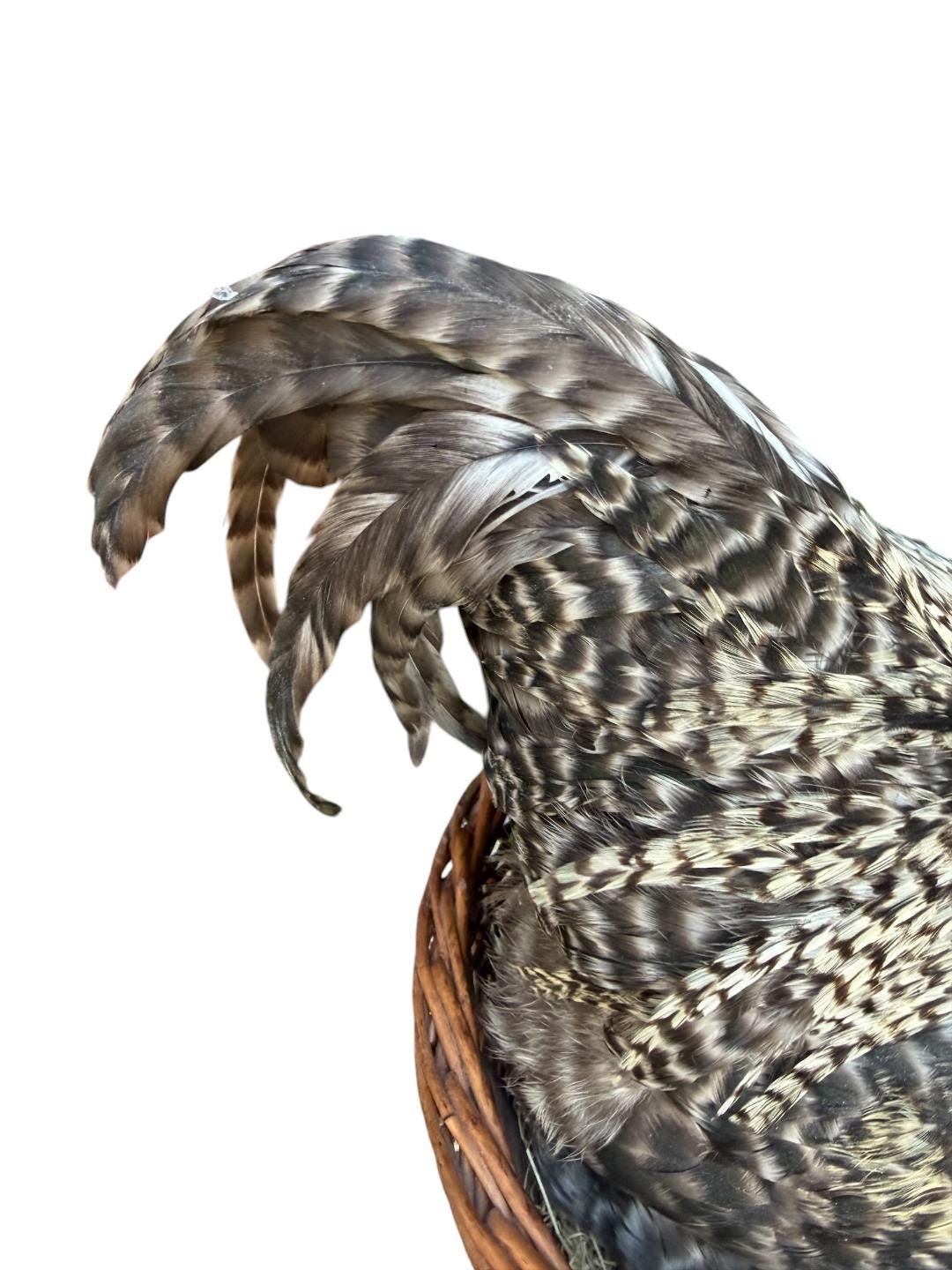Taxidermy Nesting Chicken in Basket