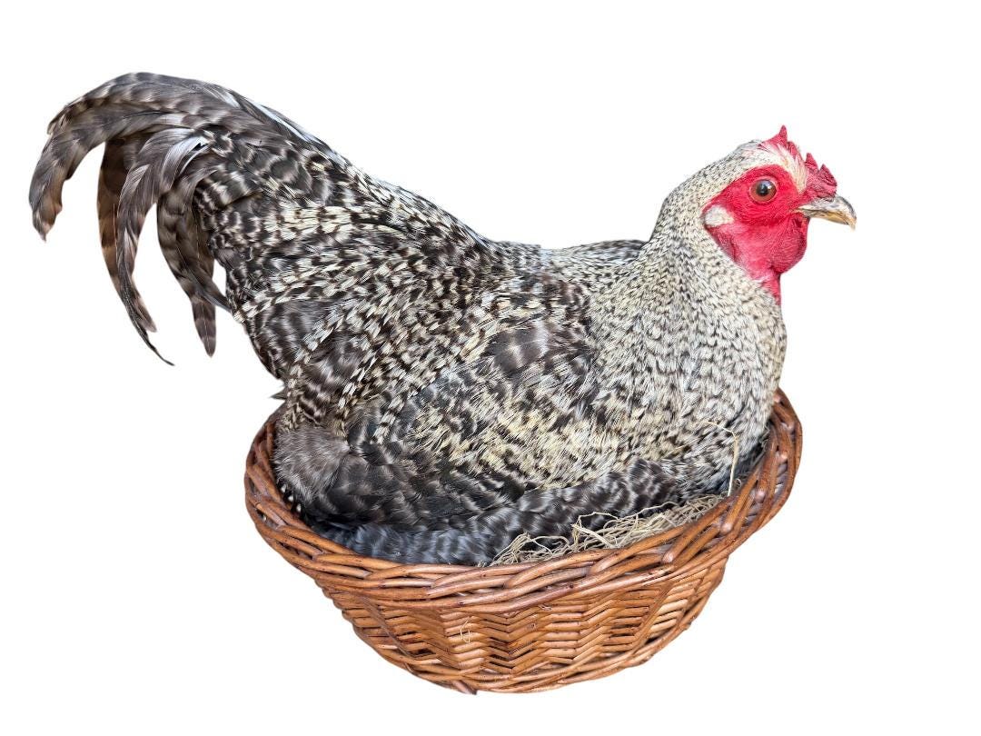 Taxidermy Nesting Chicken in Basket