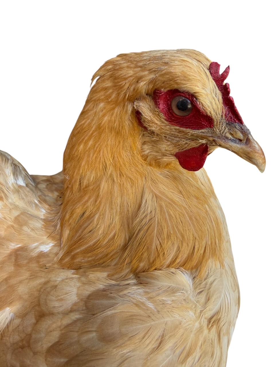 Taxidermy Nesting Chicken, Rustic Farmhouse Decor