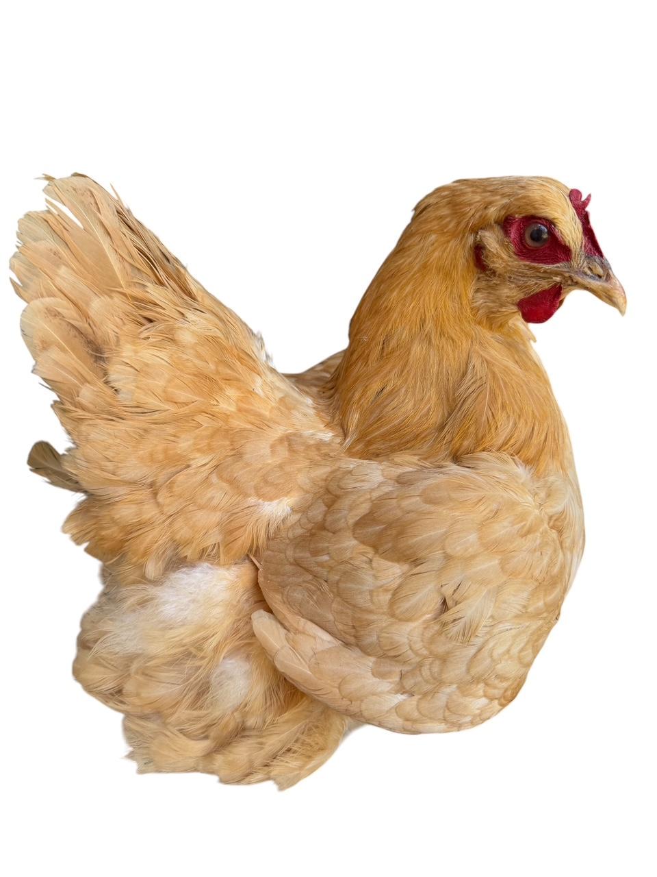 Taxidermy Nesting Chicken, Rustic Farmhouse Decor