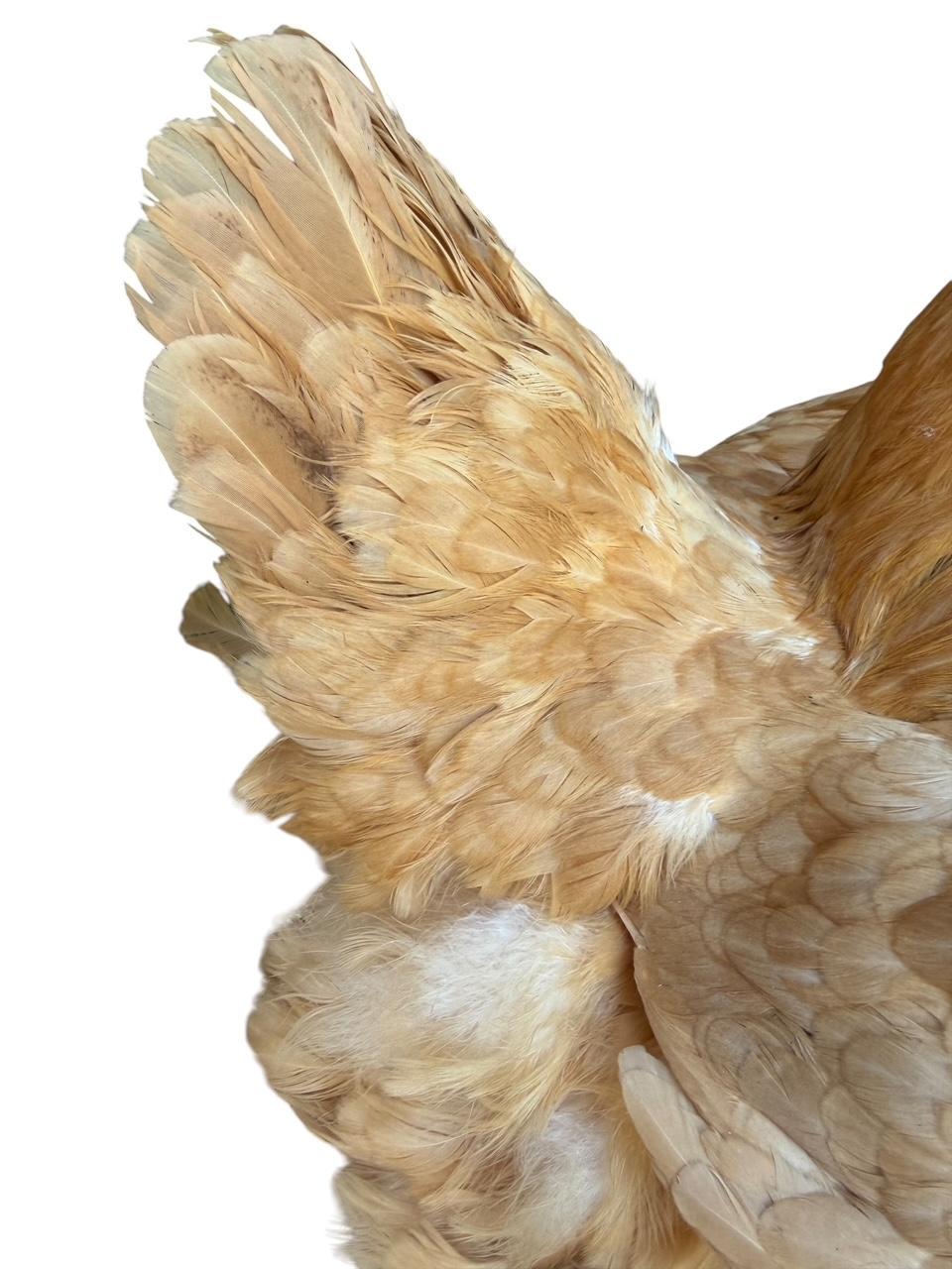 Taxidermy Nesting Chicken, Rustic Farmhouse Decor