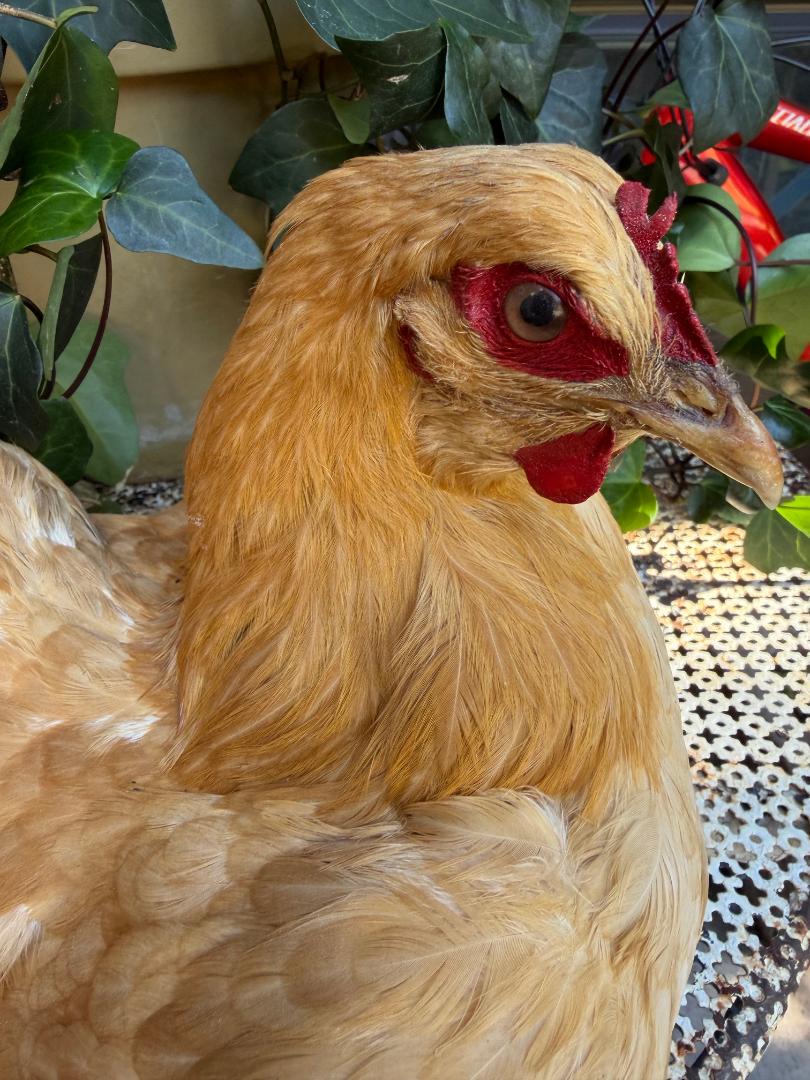 Taxidermy Nesting Chicken, Rustic Farmhouse Decor