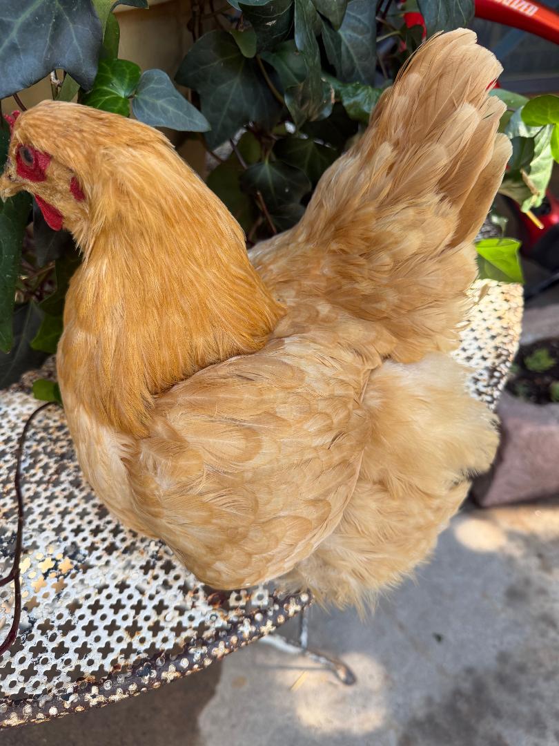 Taxidermy Nesting Chicken, Rustic Farmhouse Decor