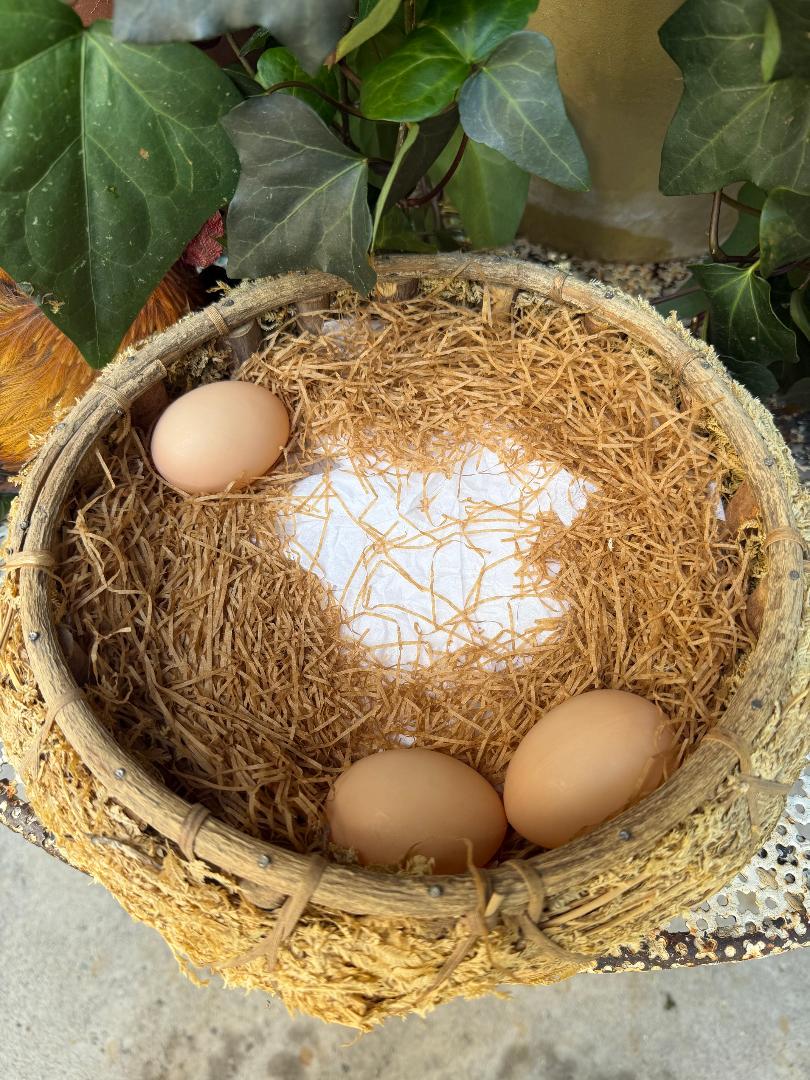 Taxidermy Nesting Chicken in Basket on Eggs