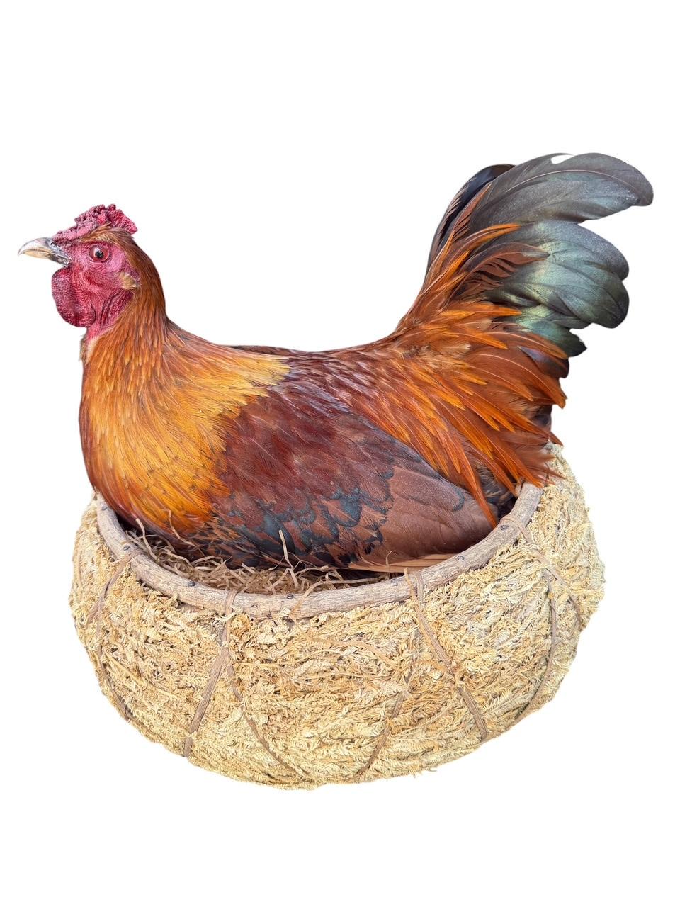 Taxidermy Nesting Chicken in Basket on Eggs
