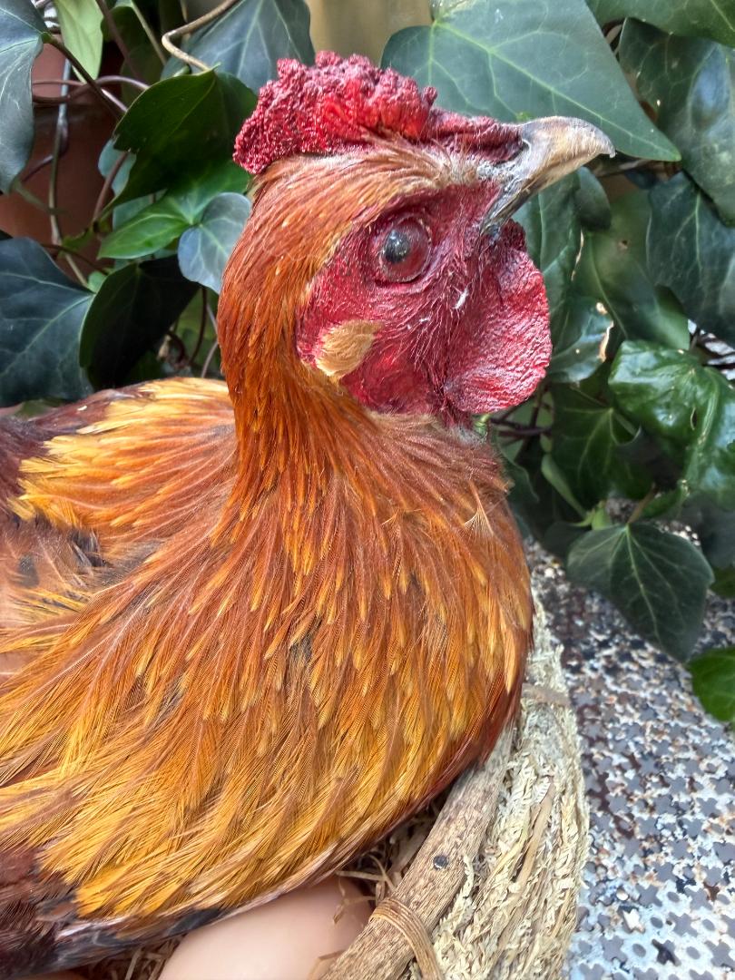 Taxidermy Nesting Chicken in Basket on Eggs