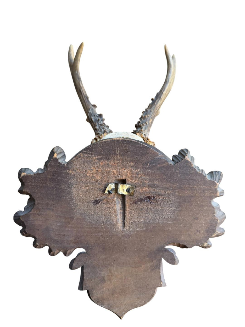 Roe Deer Trophy 226 Black Forest Antlers Mount