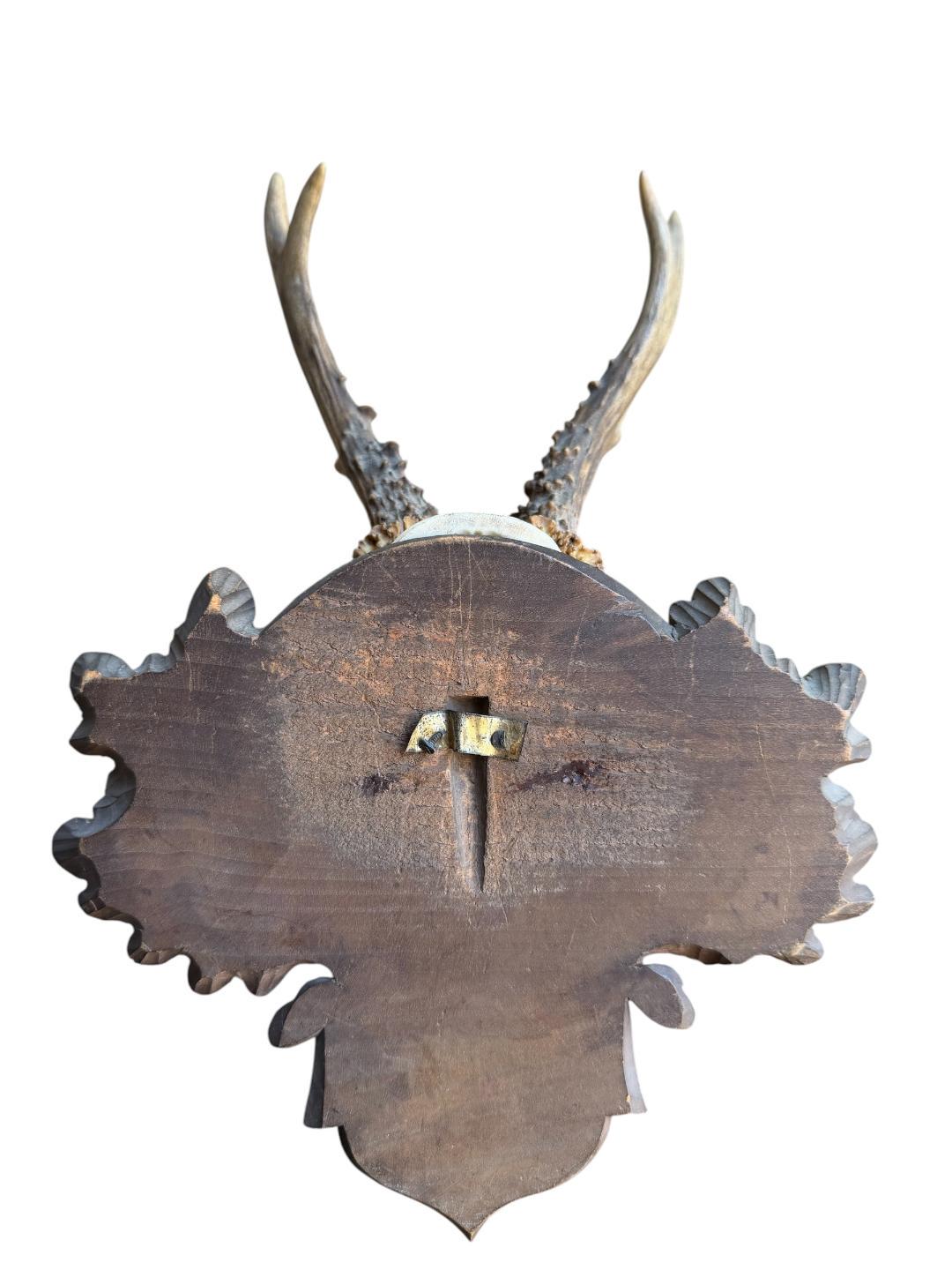 Roe Deer Trophy 226 Black Forest Antlers Mount