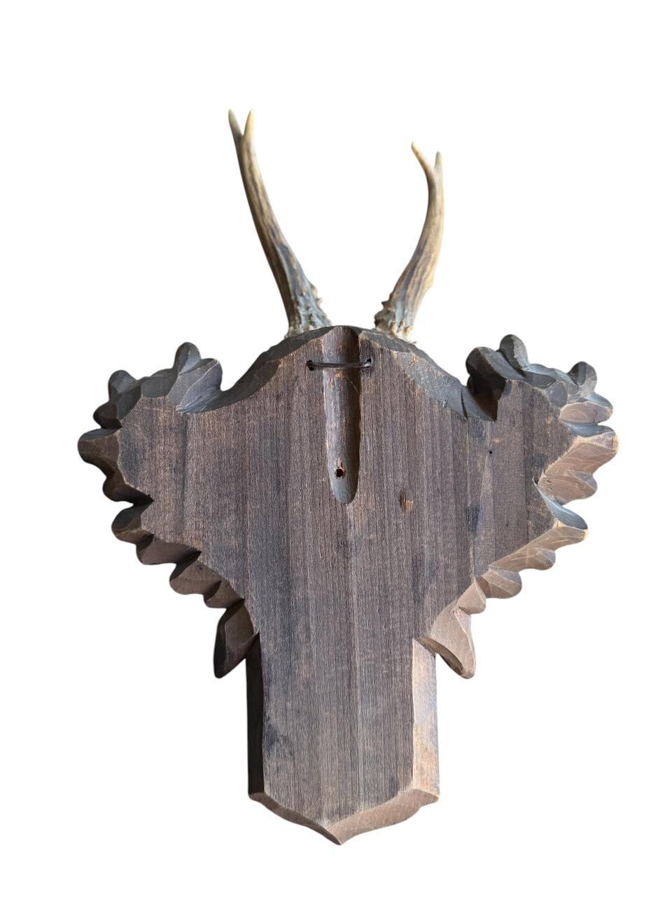 Roe Deer Trophy 227 Black Forest Antlers Mount