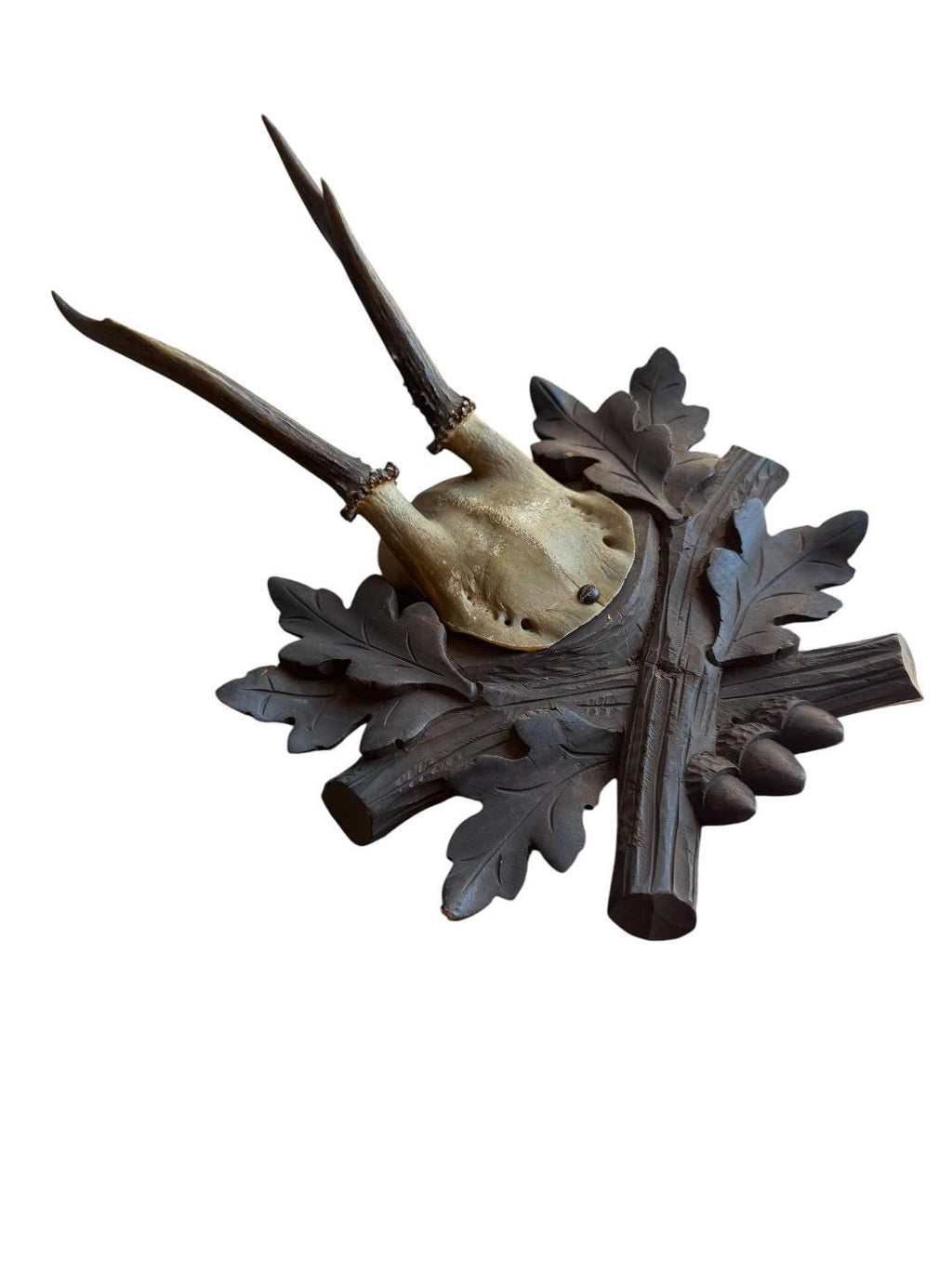 Roe Deer Trophy 230 Black Forest Antlers Mount