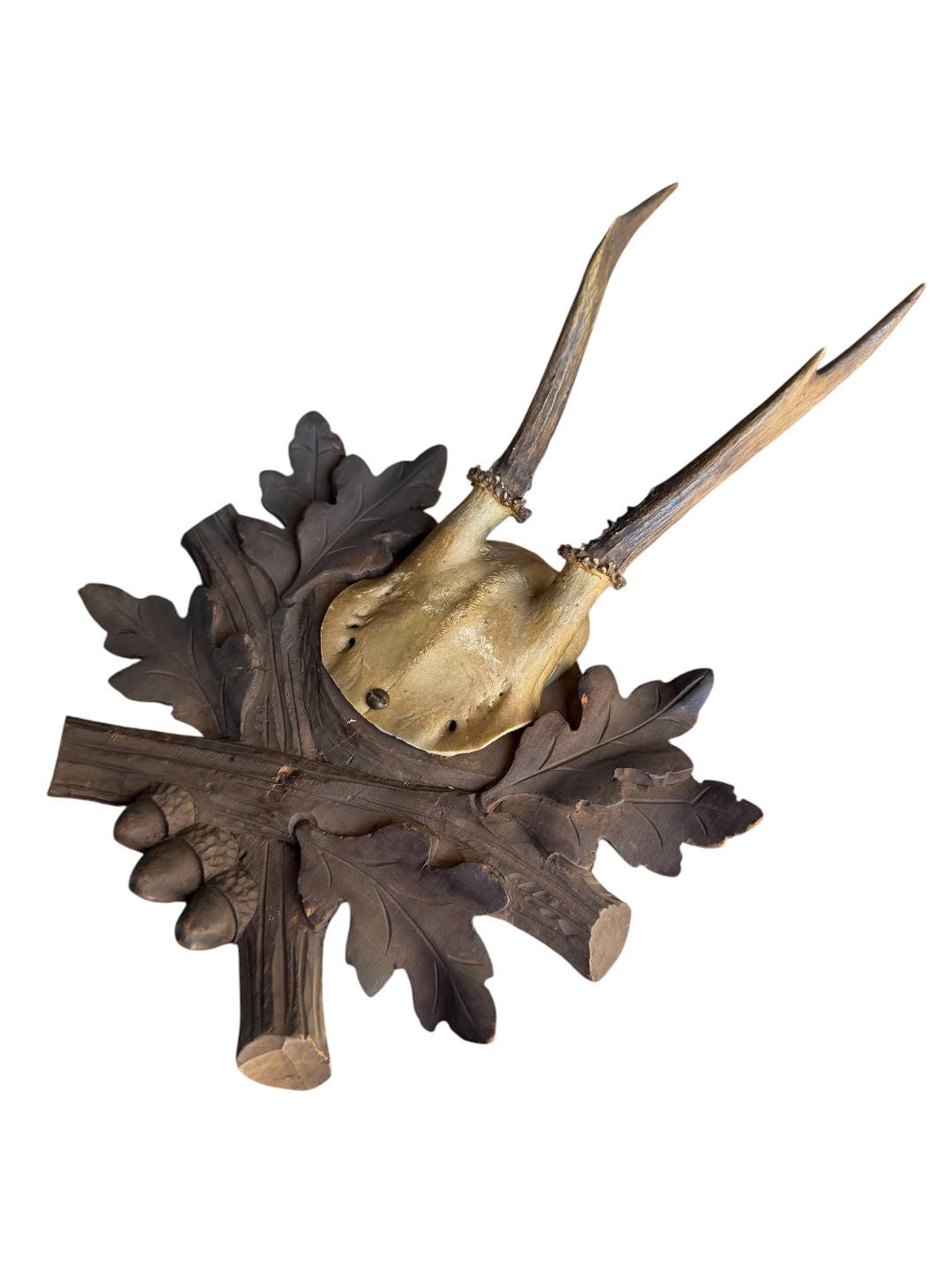 Roe Deer Trophy 230 Black Forest Antlers Mount