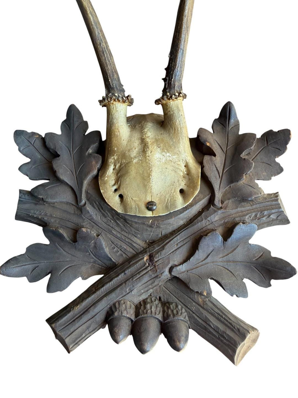 Roe Deer Trophy 230 Black Forest Antlers Mount