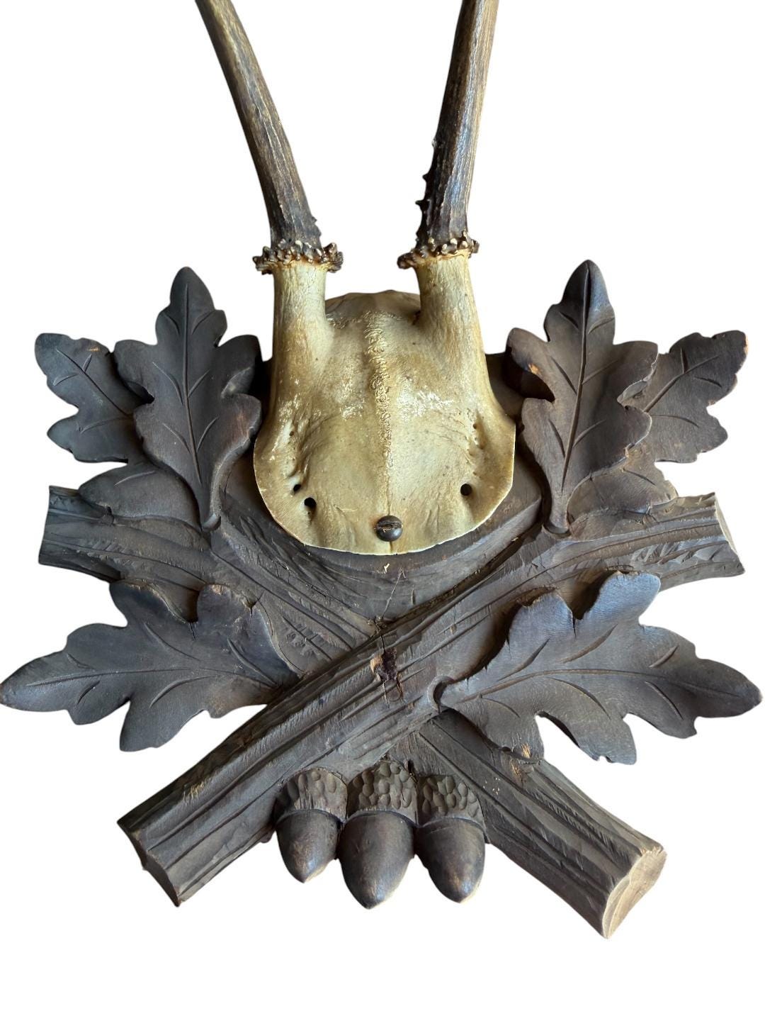 Roe Deer Trophy 230 Black Forest Antlers Mount