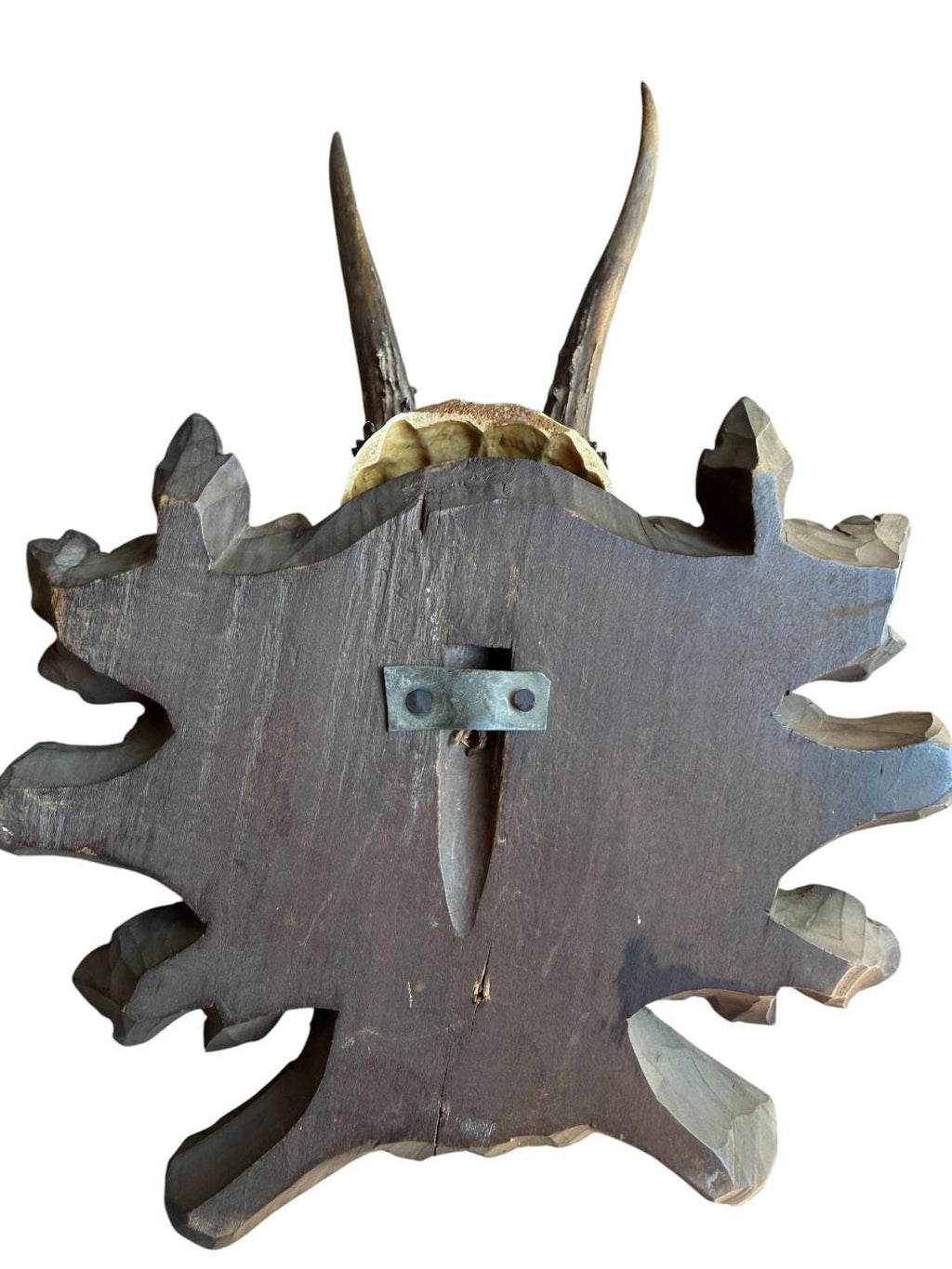 Roe Deer Trophy 230 Black Forest Antlers Mount