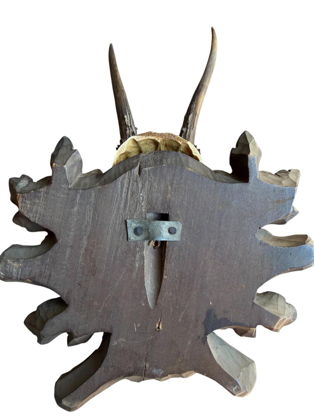Roe Deer Trophy 230 Black Forest Antlers Mount