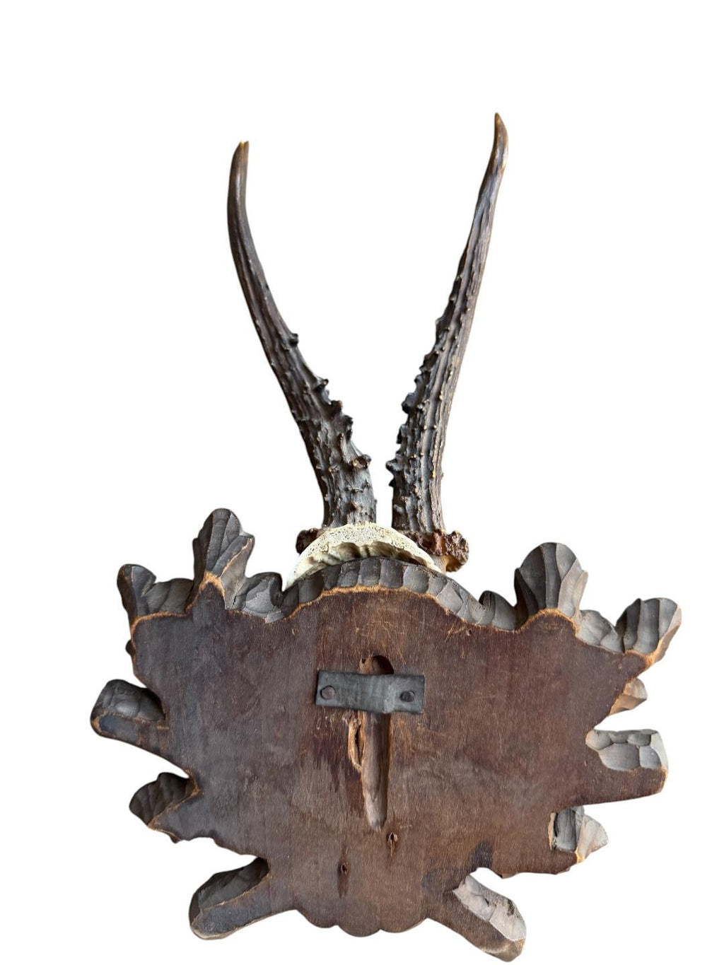 Roe Deer Trophy 231 Black Forest Antlers Mount