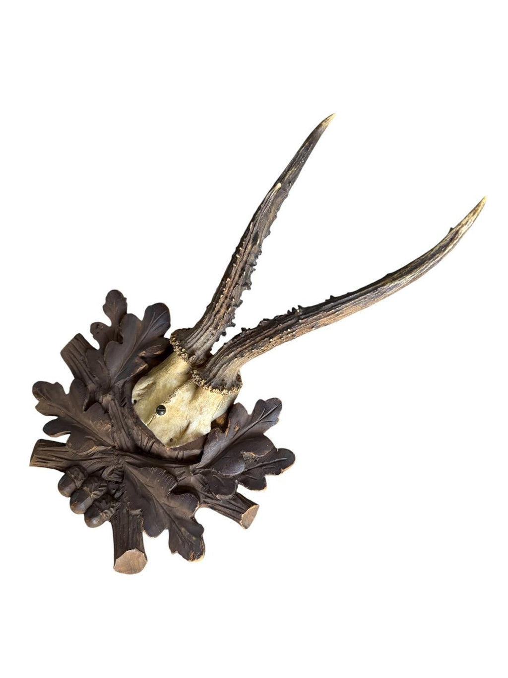 Roe Deer Trophy 231 Black Forest Antlers Mount
