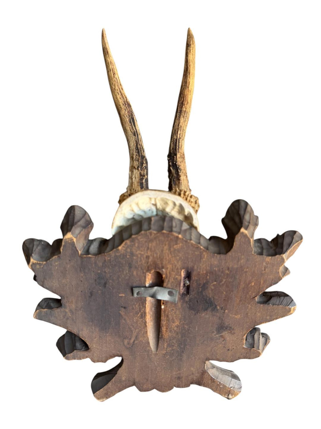 Roe Deer Trophy 234 Black Forest Antlers Mount