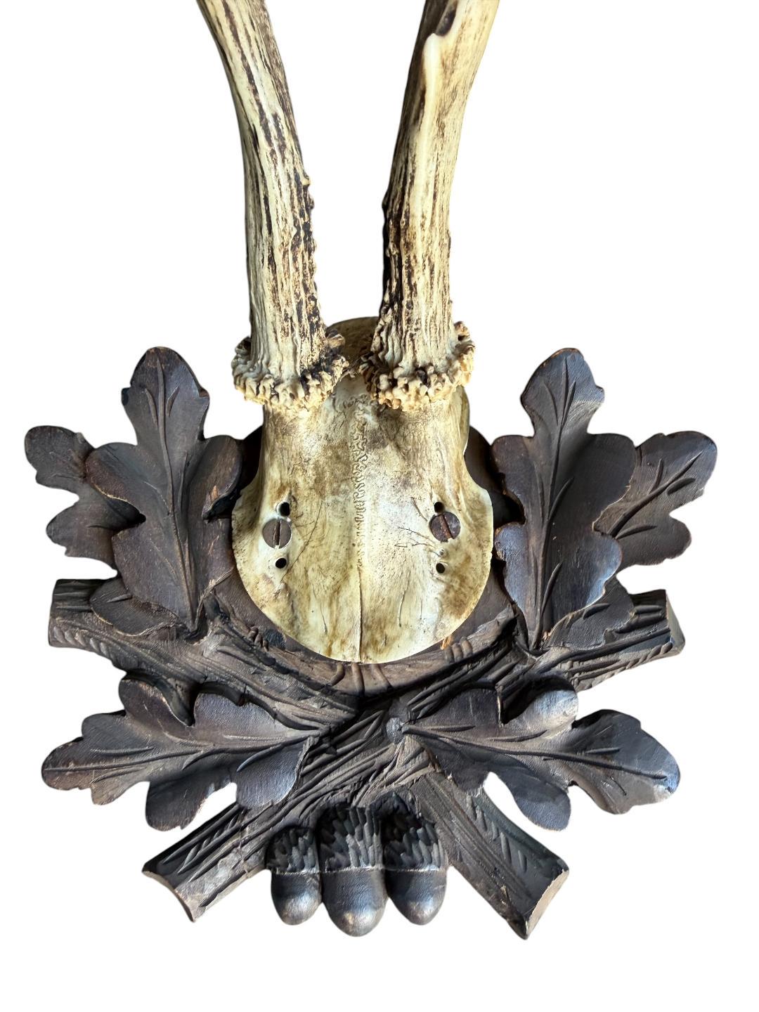 Roe Deer Trophy 234 Black Forest Antlers Mount