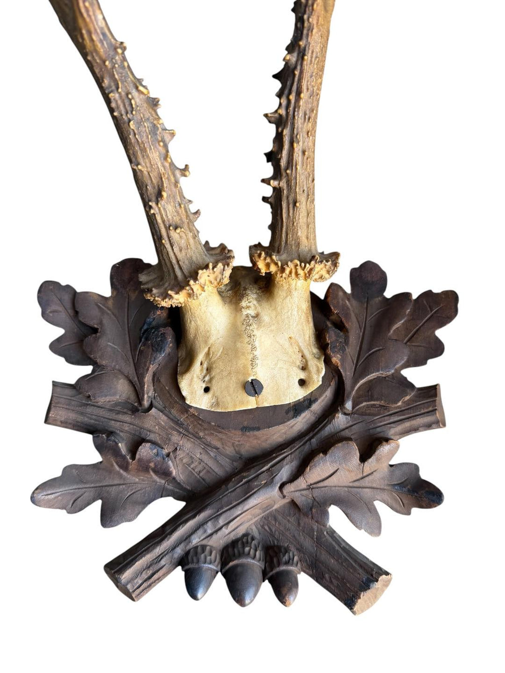 Roe Deer Trophy 236 Black Forest Antlers Mount