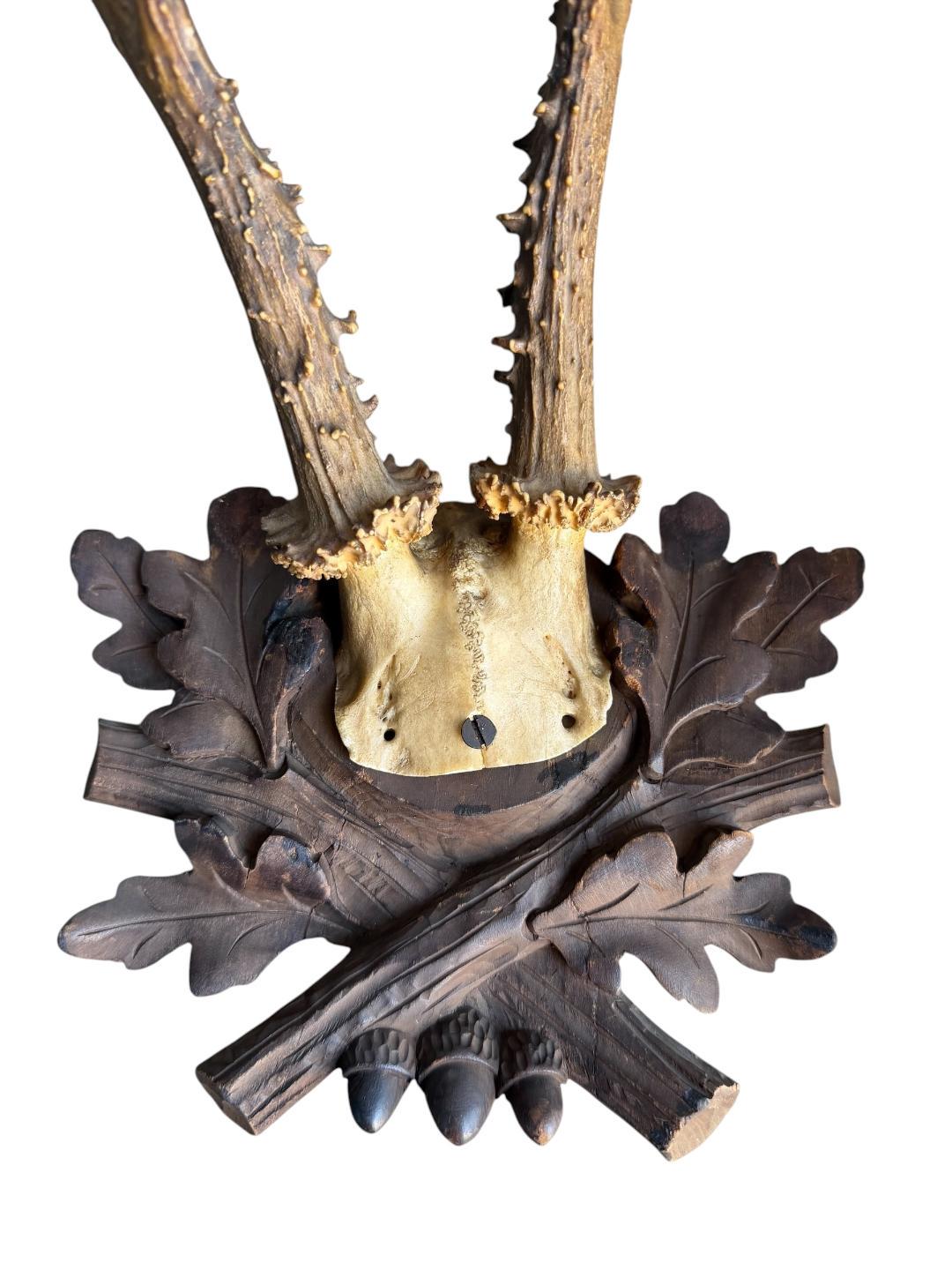 Roe Deer Trophy 236 Black Forest Antlers Mount