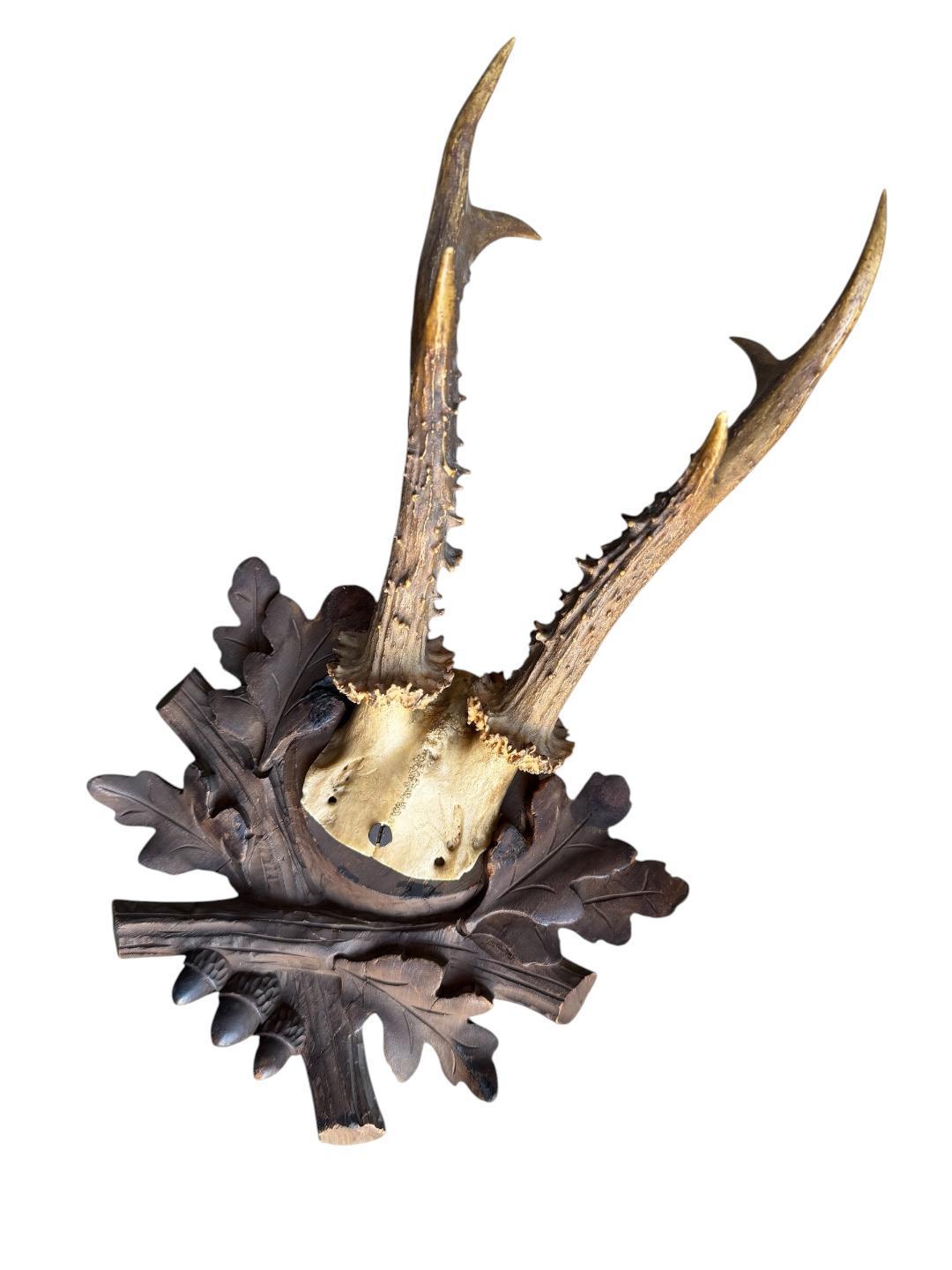 Roe Deer Trophy 236 Black Forest Antlers Mount