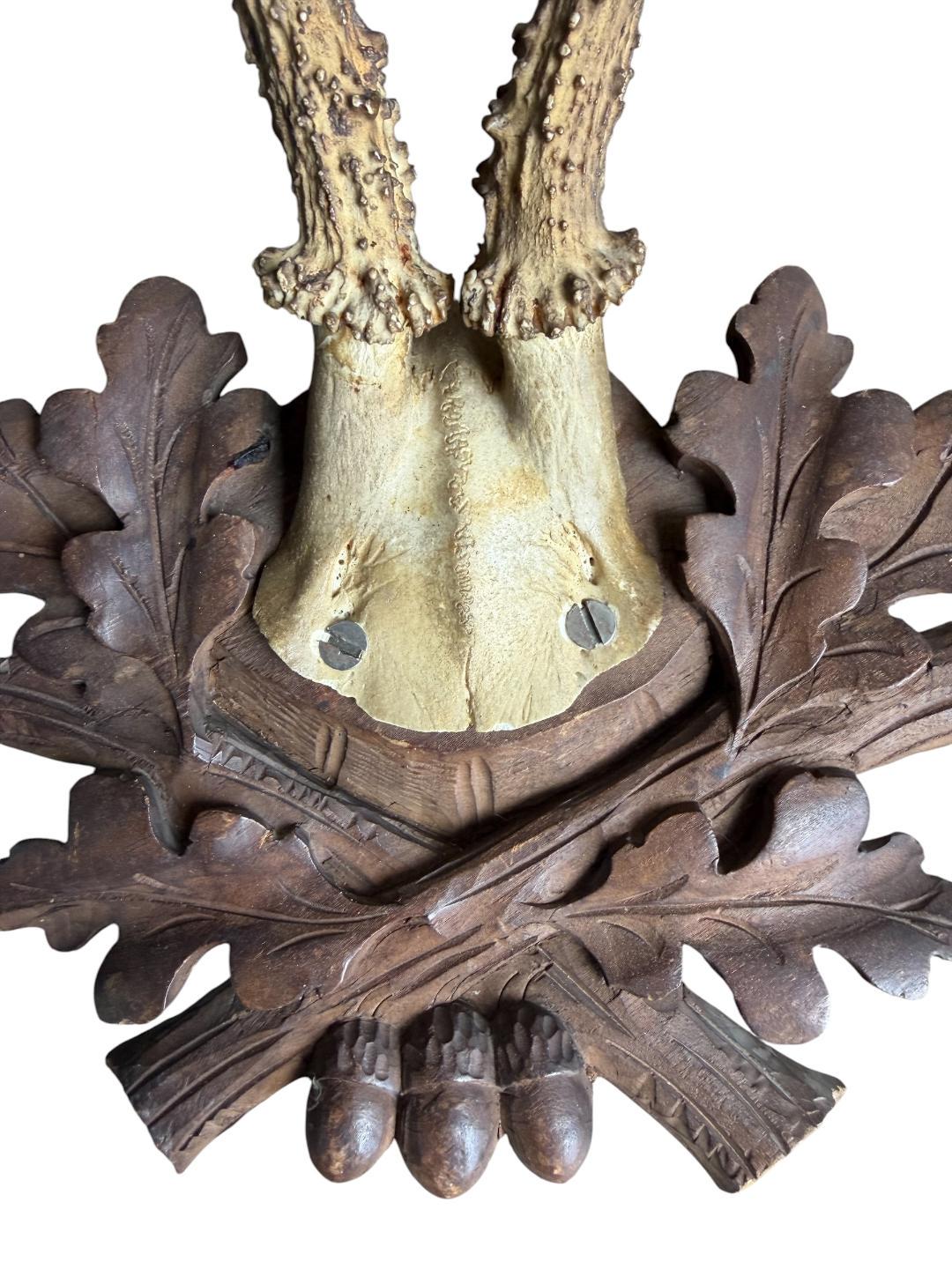 Roe Deer Trophy 237 Black Forest Antlers Mount