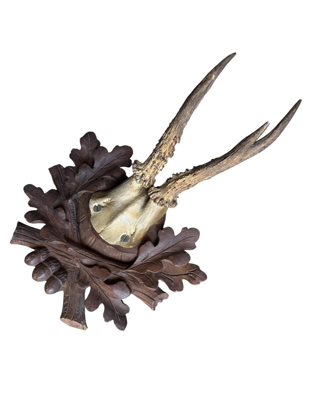 Roe Deer Trophy 237 Black Forest Antlers Mount