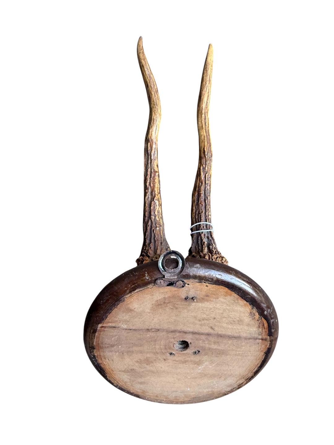 Roe Deer Trophy 190, Black Forest Antlers, 1930s