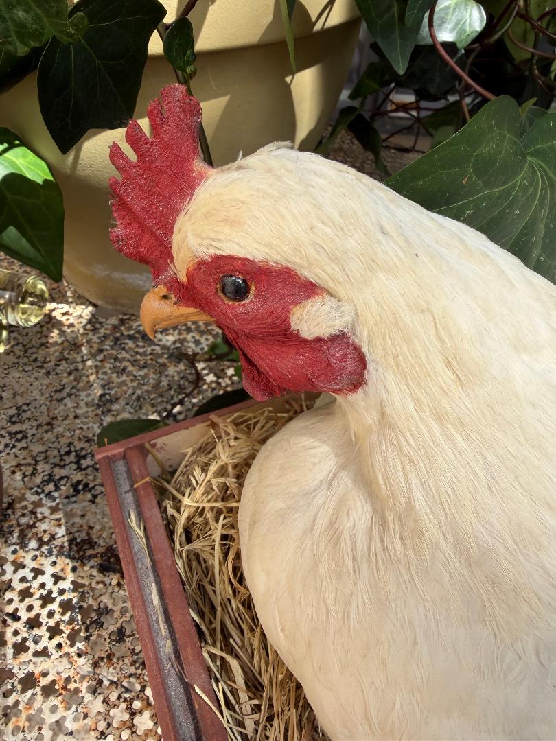 Taxidermy Nesting Chicken in Box