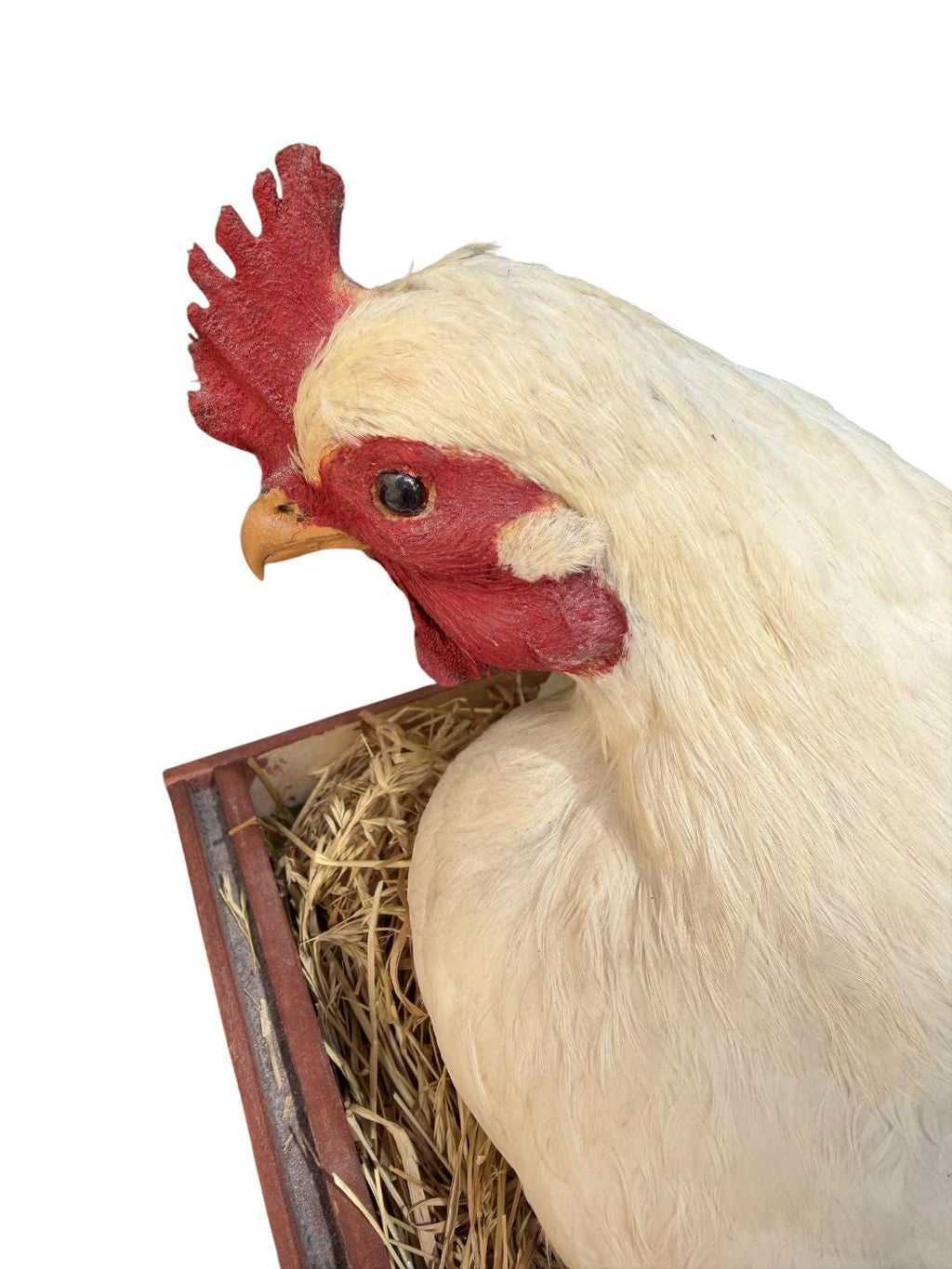 Taxidermy Nesting Chicken in Box