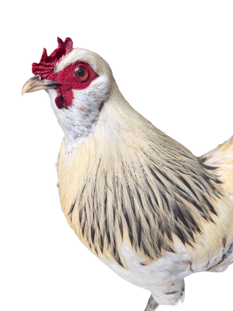 Taxidermy Rooster, Rustic Farmhouse Decor