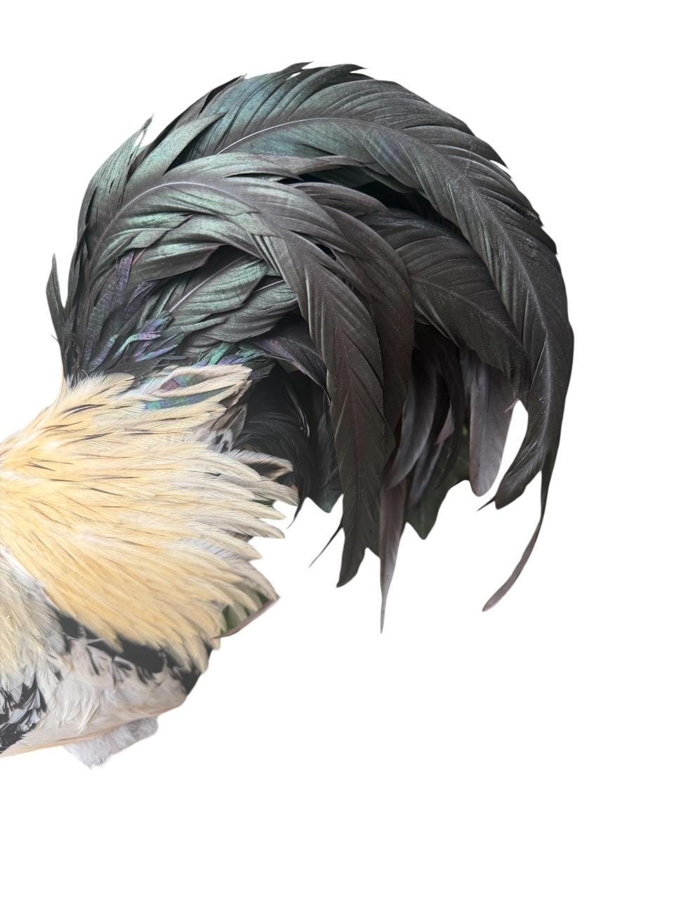 Taxidermy Rooster, Rustic Farmhouse Decor