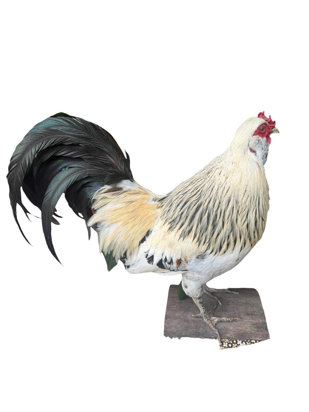 Taxidermy Rooster, Rustic Farmhouse Decor
