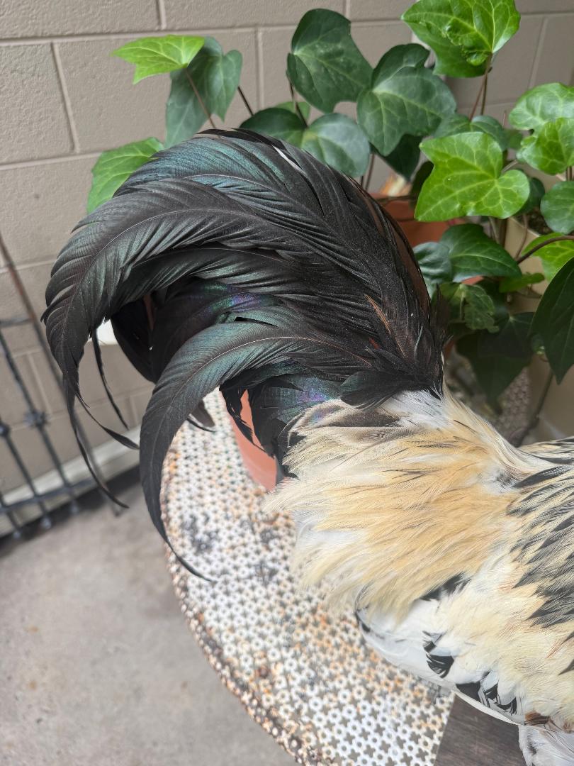 Taxidermy Rooster, Rustic Farmhouse Decor