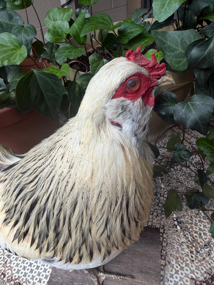 Taxidermy Rooster, Rustic Farmhouse Decor