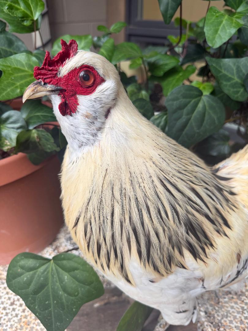Taxidermy Rooster, Rustic Farmhouse Decor