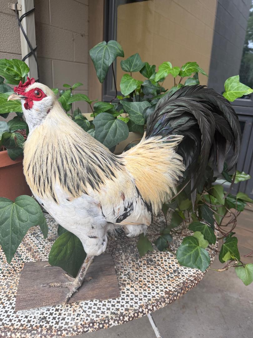 Taxidermy Rooster, Rustic Farmhouse Decor