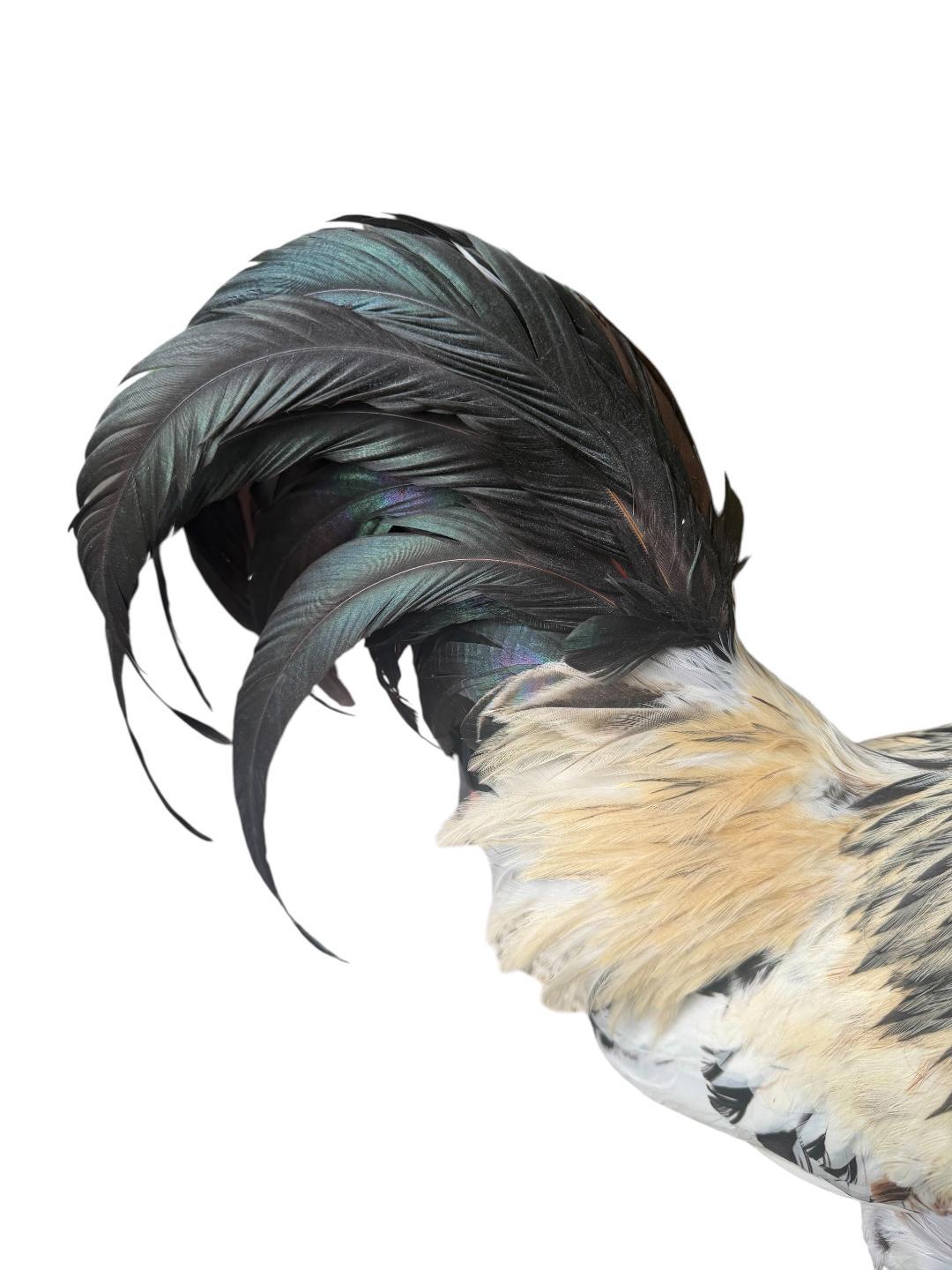 Taxidermy Rooster, Rustic Farmhouse Decor